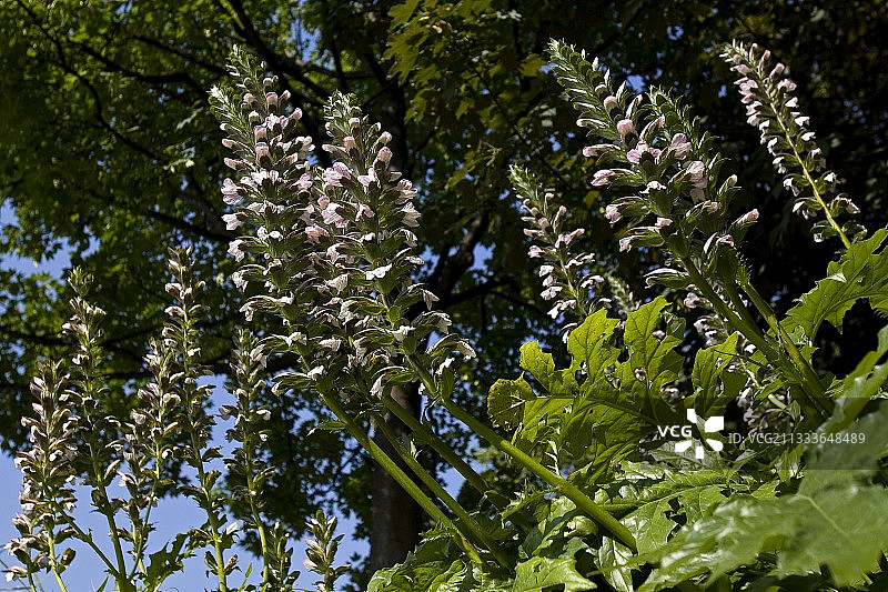 园林植物花序与叶子图片素材