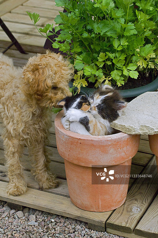 贵宾犬幼犬和小猫在花盆上玩耍图片素材