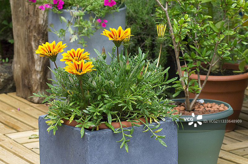花园露台上盛开的大花金盏菊图片素材