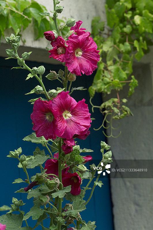 花园里盛开的蜀葵图片素材