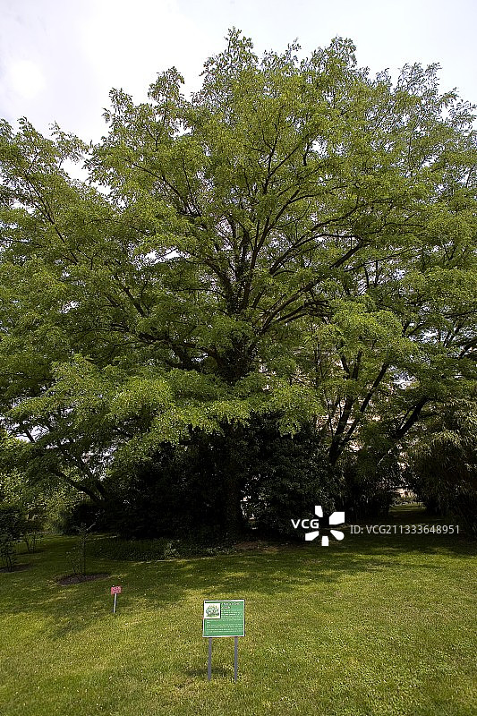 巴黎植物园里的黑刺槐图片素材