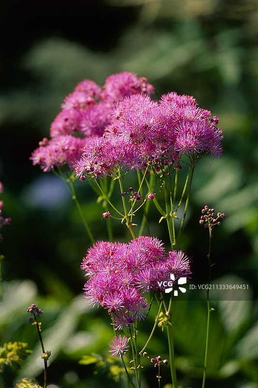 紫云唐松草图片素材