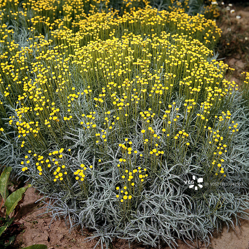 圣托里纳图片素材