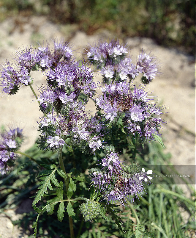 田野蓝蓟图片素材