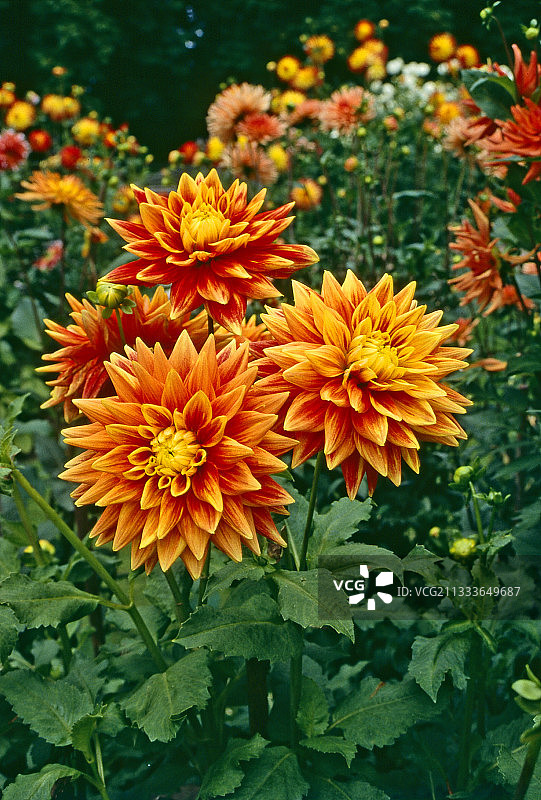 仙人掌型大丽花“天鹅日落”图片素材