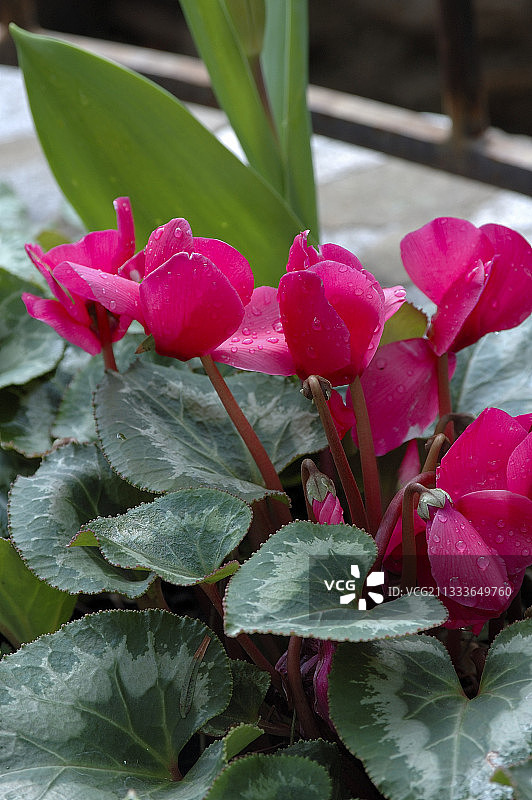 仙客来图片素材