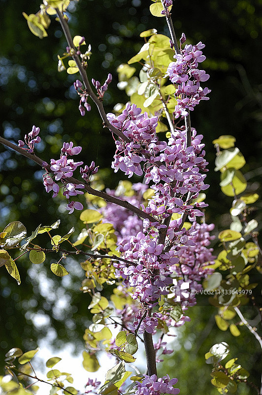 紫荆花图片素材