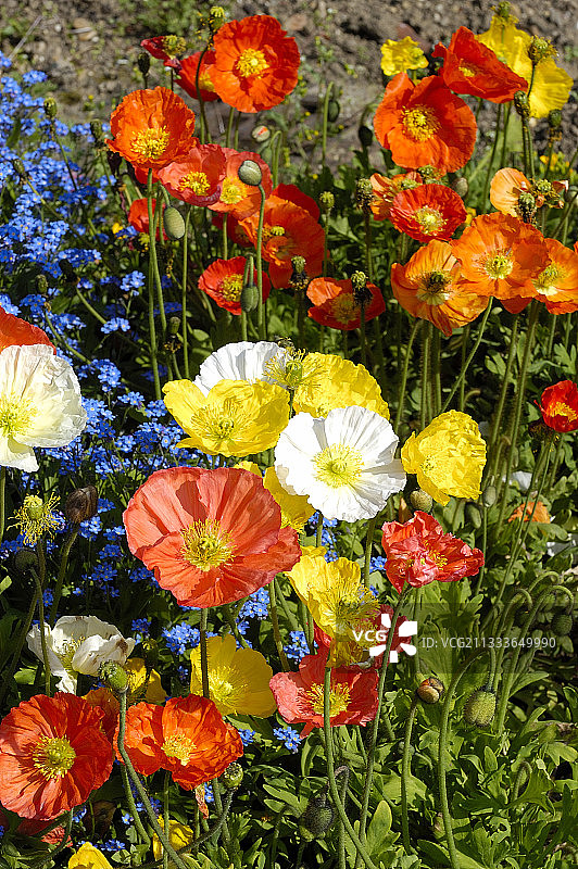 冰岛罂粟花图片素材