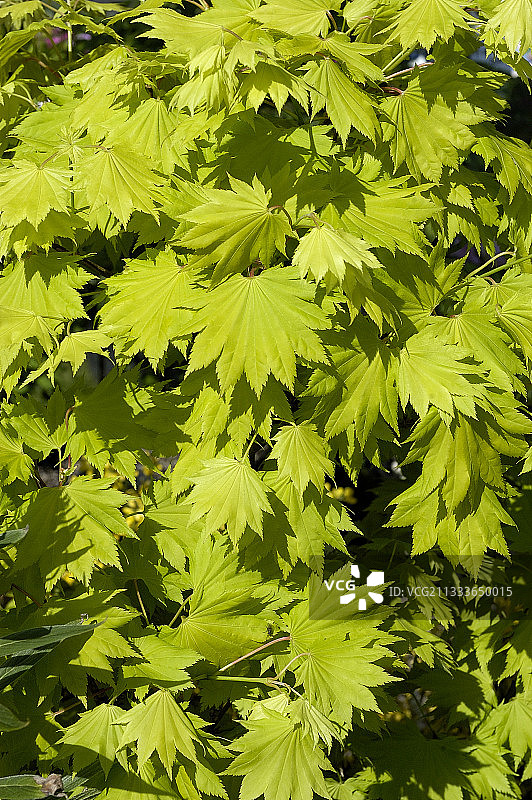 金叶鸡爪槭图片素材