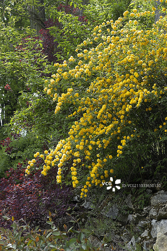 重瓣棣棠花图片素材