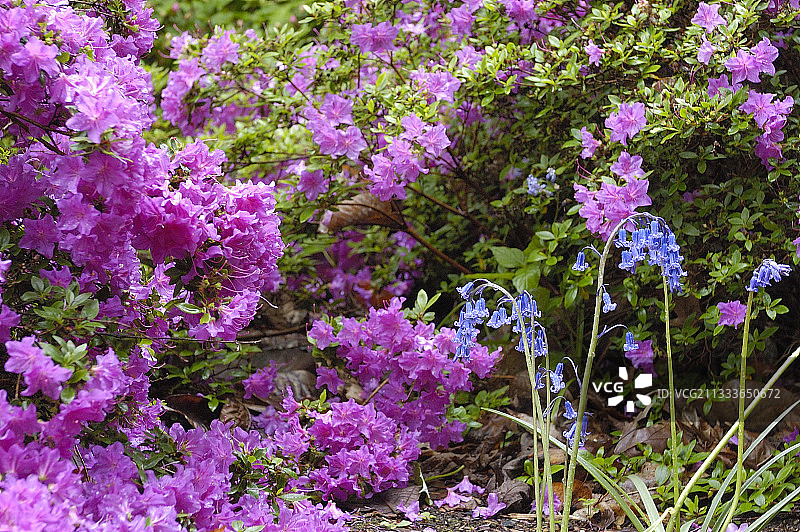 风信子和杜鹃花图片素材