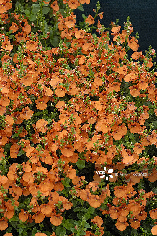 舞春花“小探戈”图片素材