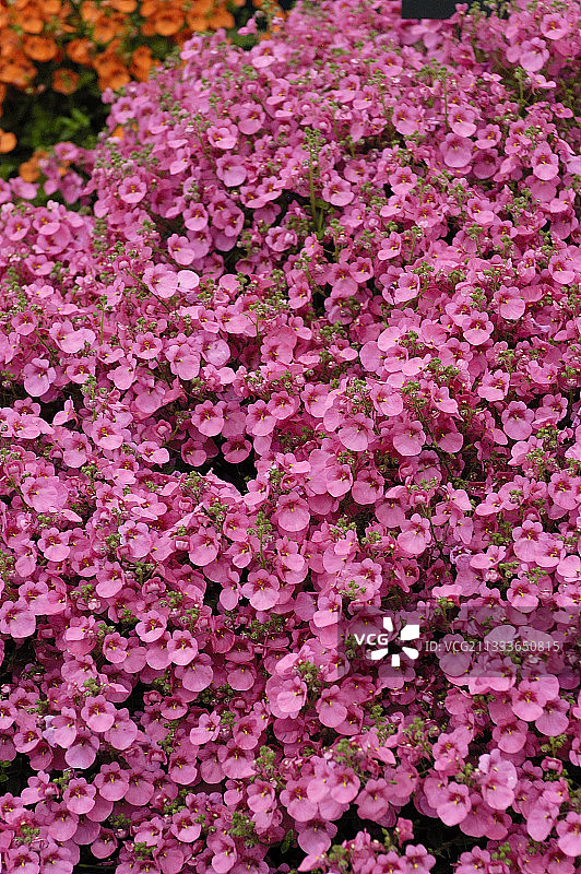 姬金鱼草“小舞者”图片素材