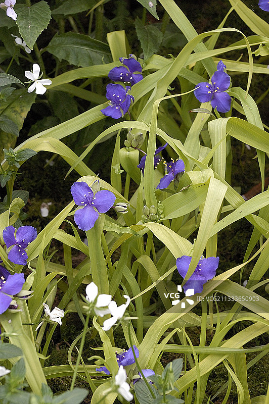 紫鸭跖草的甜蜜的凯特图片素材