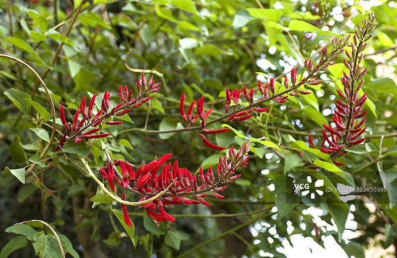 鸡冠刺桐图片素材