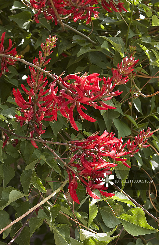 鸡冠刺桐图片素材