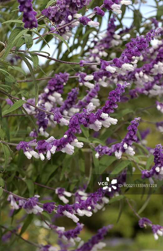 墨西哥鼠尾草图片素材