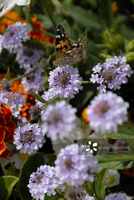 美女樱和万寿菊图片素材