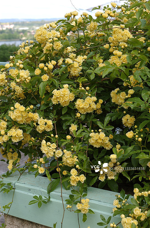 金香木图片素材