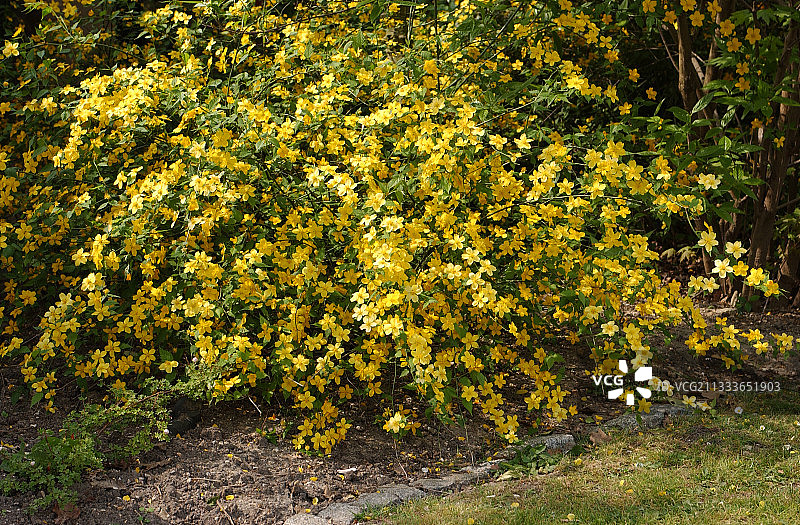 金guinea棣棠花图片素材
