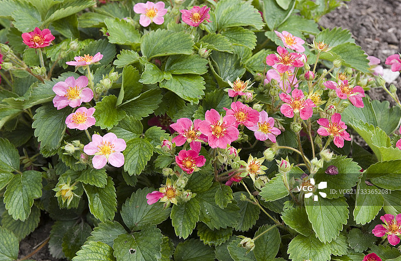 粉红熊猫草莓图片素材