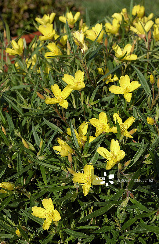 金丝桃图片素材