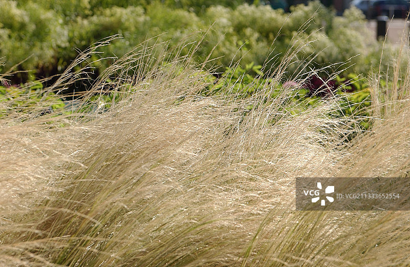 墨西哥羽毛草图片素材