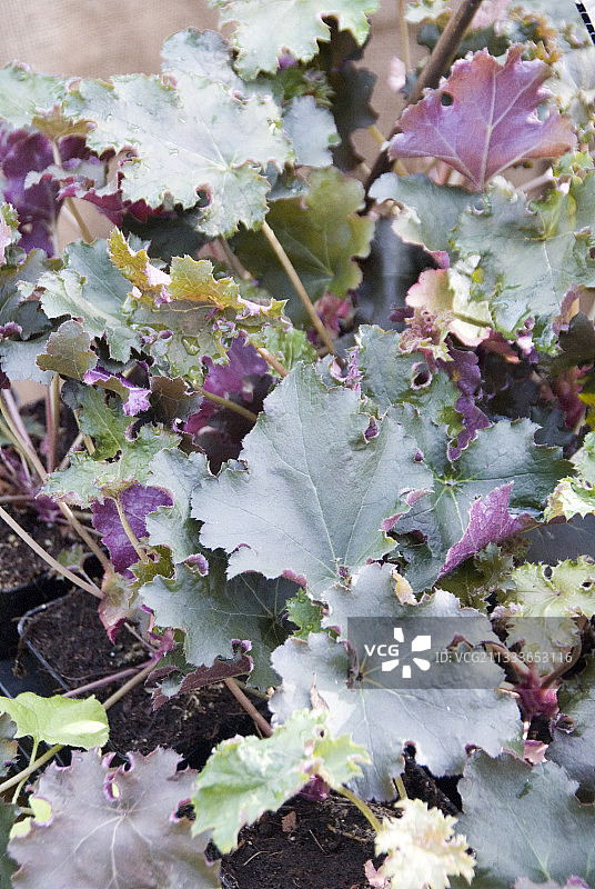 ‘紫色衬裙’矾根图片素材