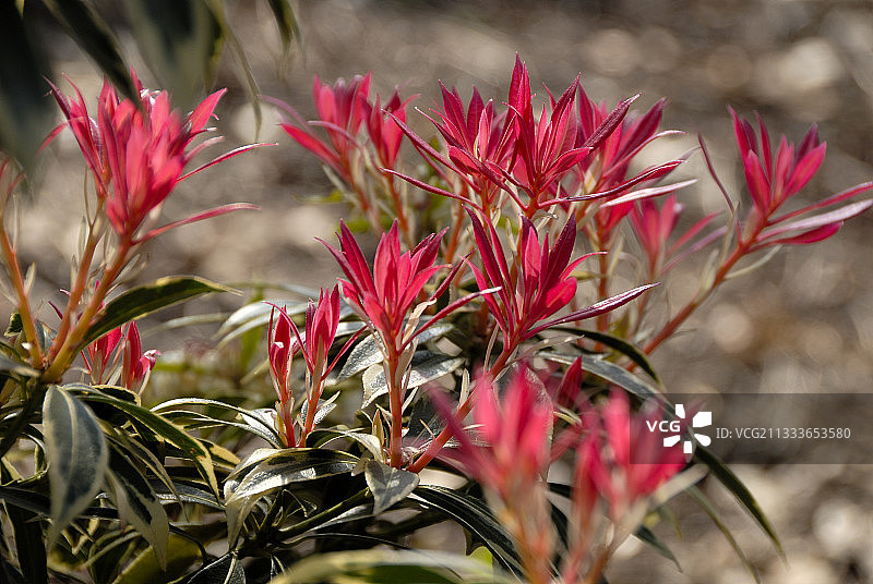 日本石楠图片素材