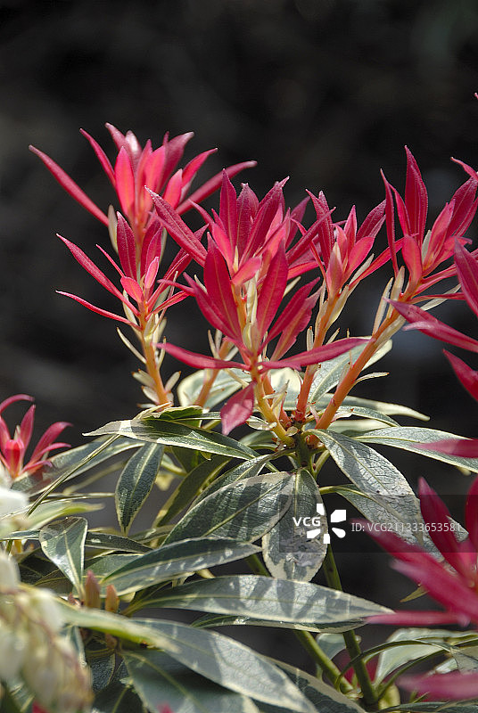 日本石楠图片素材