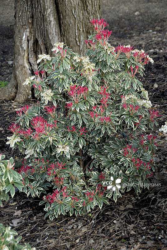 日本石楠图片素材