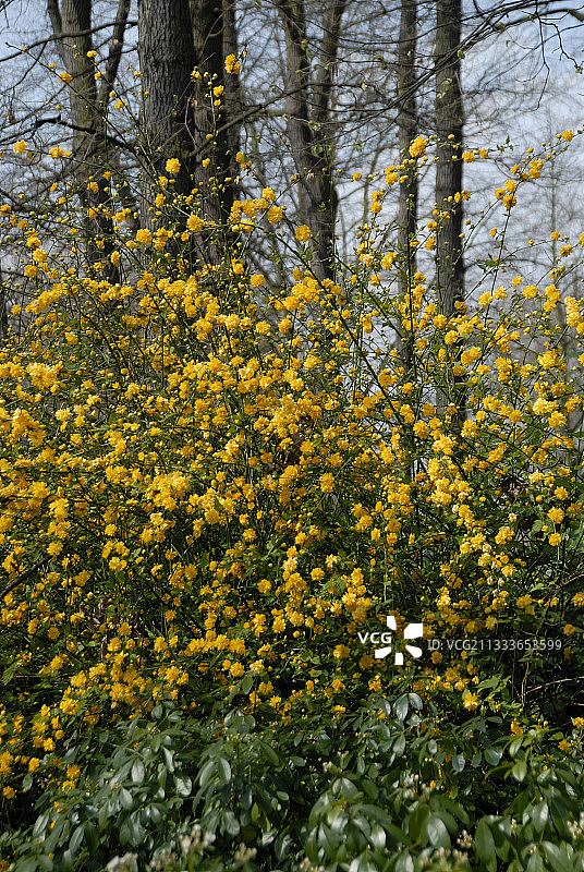 重瓣棣棠花图片素材