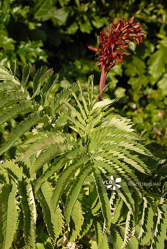 大蜜腺树图片素材