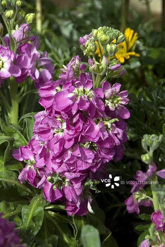 紫罗兰图片素材