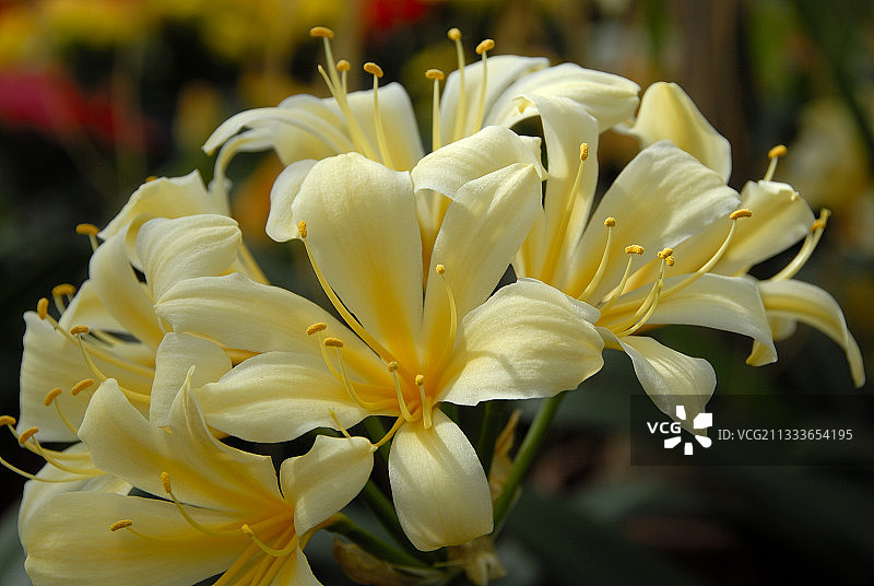 君子兰图片素材