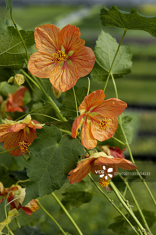 橙色苘麻图片素材