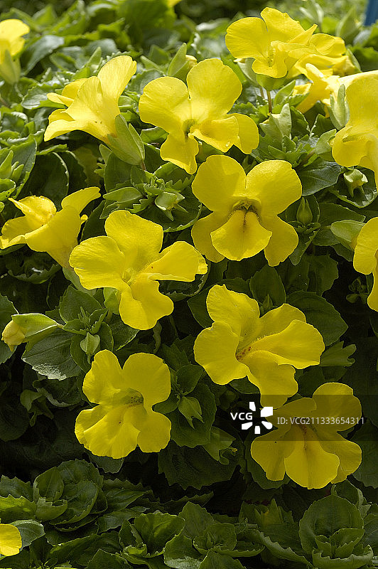 捕蝇草图片素材