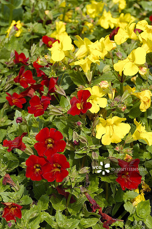 捕蝇草图片素材