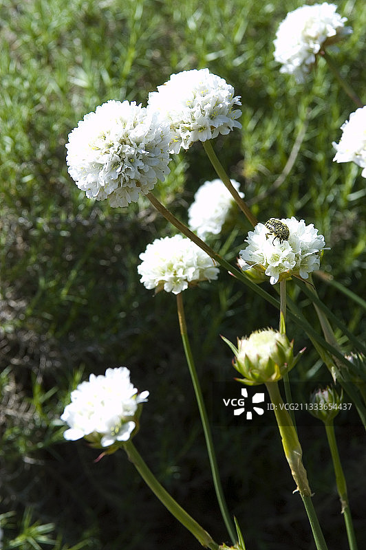 绒毛海石竹图片素材