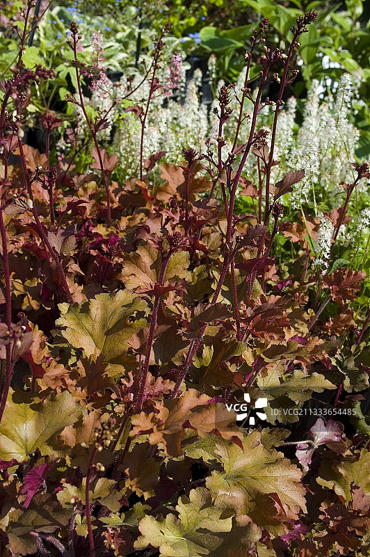 ‘马梅拉德’矾根图片素材