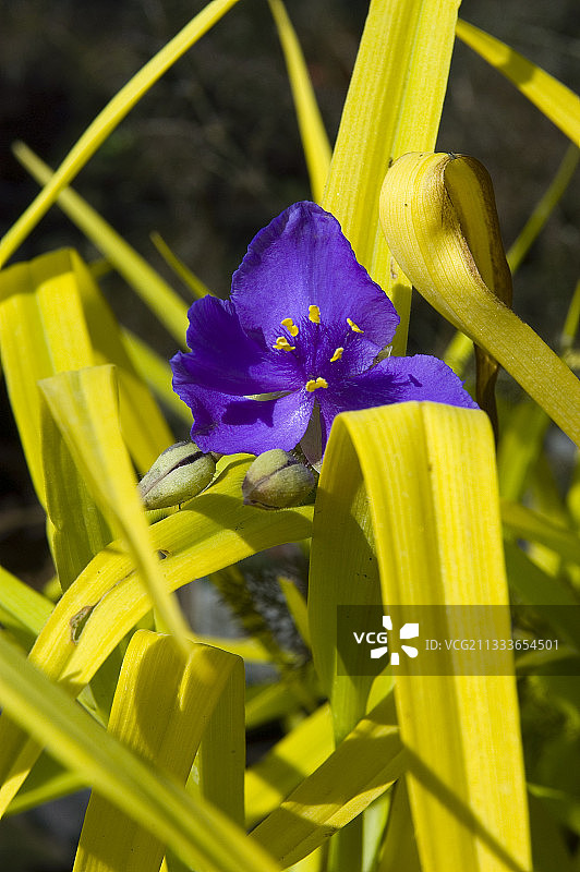 紫鸭跖草的甜蜜的凯特图片素材