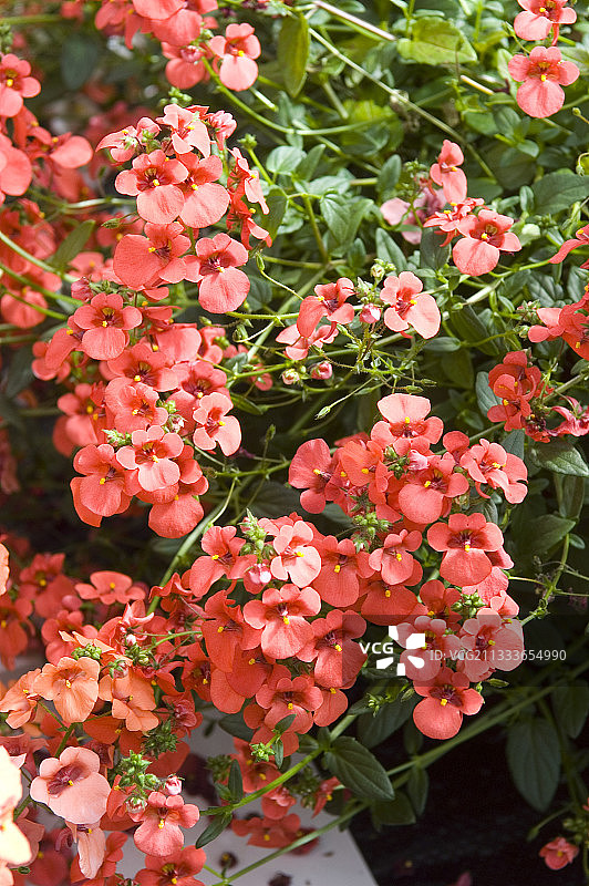 迪亚斯花图片素材