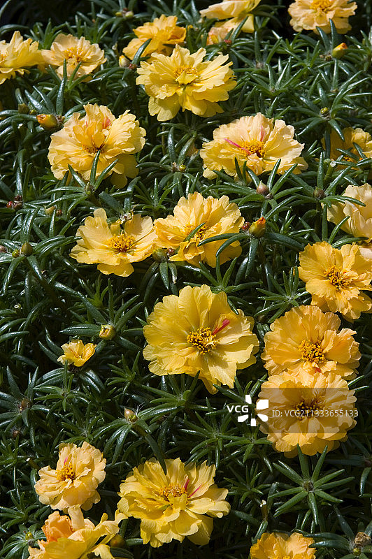 马齿苋图片素材