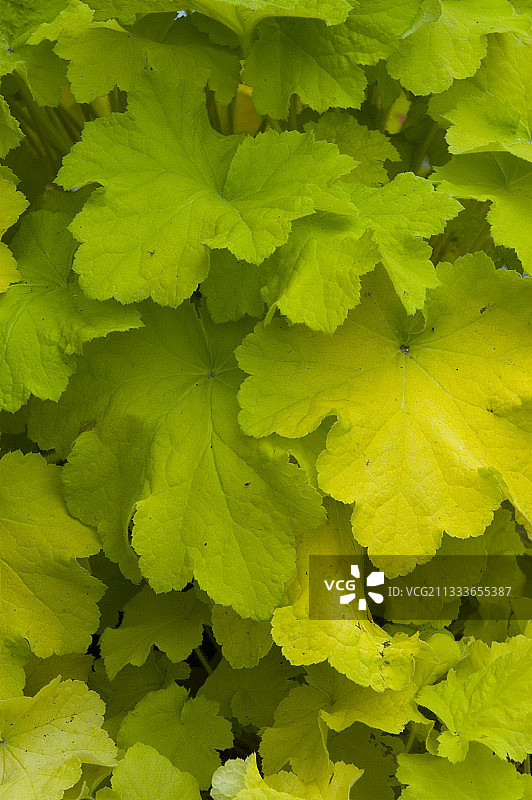 香茶菜图片素材