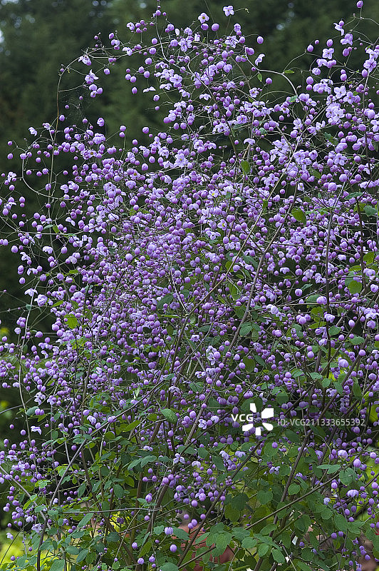 唐松草图片素材