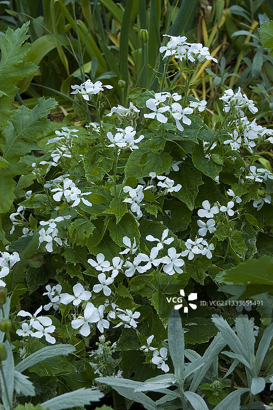 白玉盘图片素材