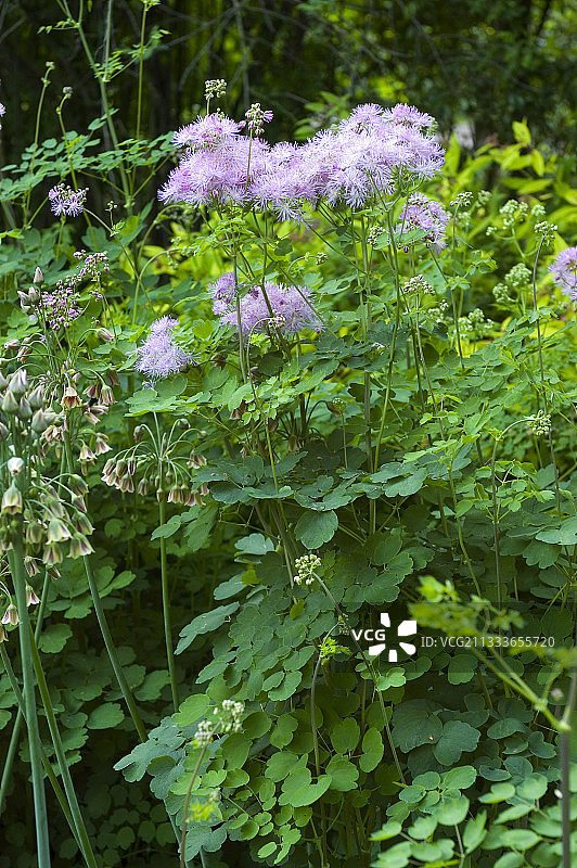 耧斗菜图片素材
