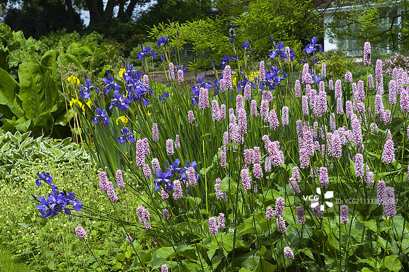 SUPERBUM拳参图片素材