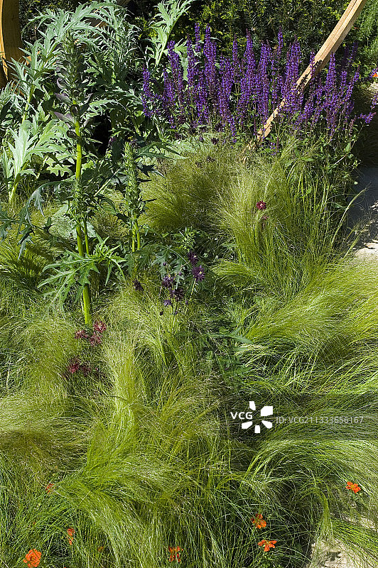 墨西哥羽毛草图片素材