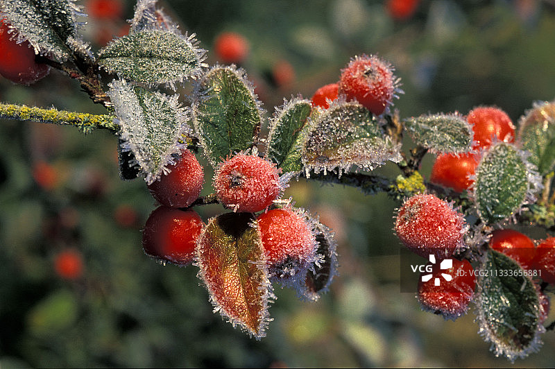 红叶石楠果实上的霜图片素材